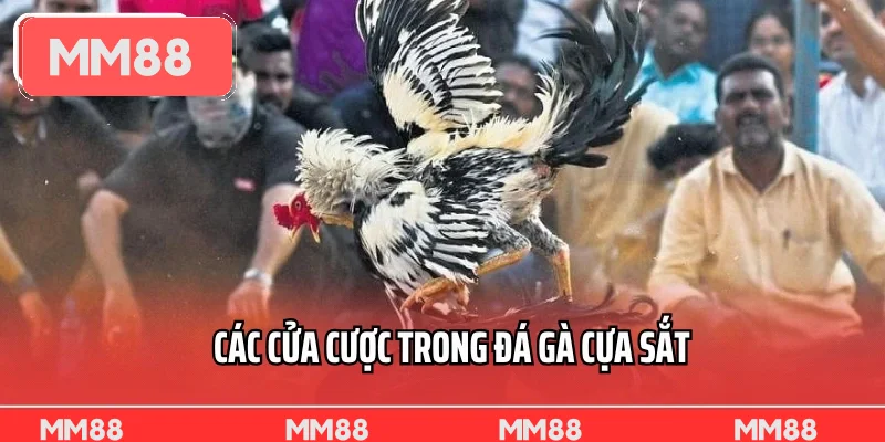 Các cửa cược trong đá gà cựa sắt
