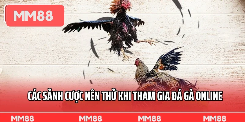Các sảnh cược nên thử khi tham gia đá gà online