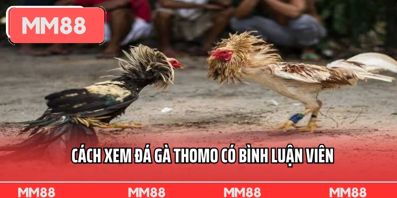 Cách xem đá gà Thomo có bình luận viên