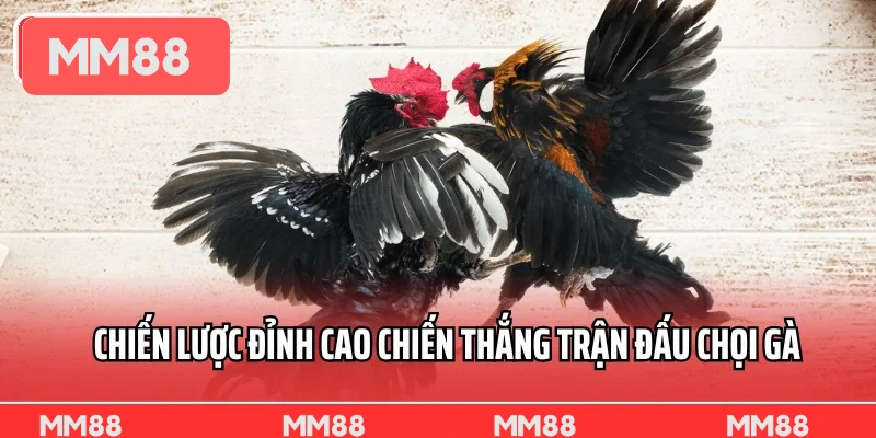 Chiến lược đỉnh cao chiến thắng trận đấu chọi gà