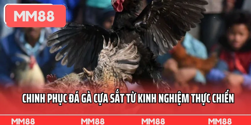 Chinh phục đá gà cựa sắt từ kinh nghiệm thực chiến