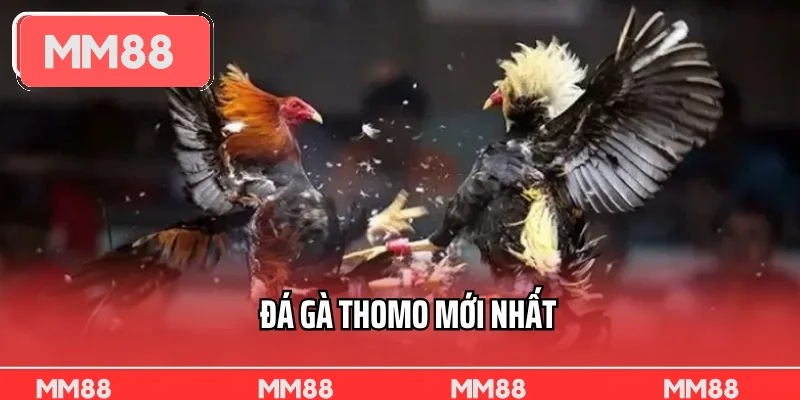 Đá gà Thomo mới nhất