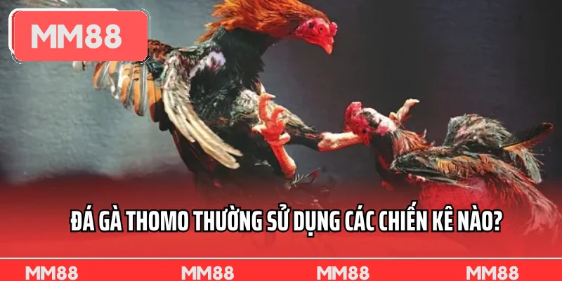 Đá gà Thomo thường sử dụng các chiến kê nào? Đá gà Thomo thường sử dụng các chiến kê nào?