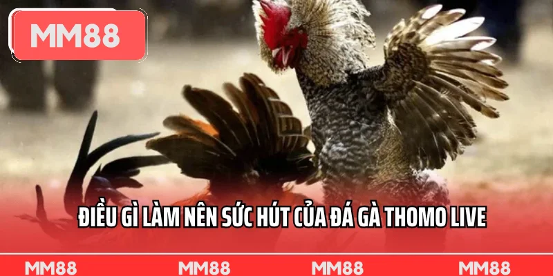 Điều gì làm nên sức hút của đá gà Thomo live Điều gì làm nên sức hút của đá gà Thomo live