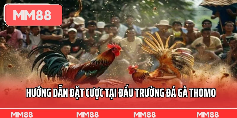 Hướng dẫn đặt cược tại đấu trường đá gà Thomo mới nhất