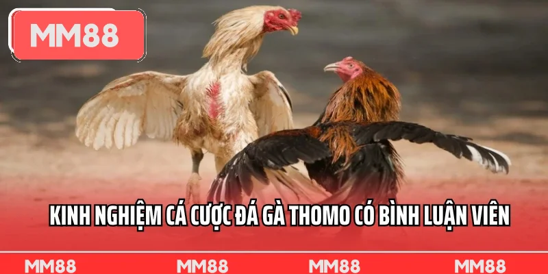 Kinh nghiệm cá cược đá gà Thomo có bình luận viên