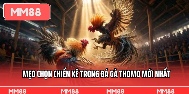 Mẹo chọn chiến kê trong đá gà Thomo mới nhất