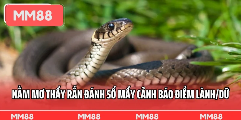 Nằm mơ thấy rắn đánh số mấy cảnh báo điềm lành/dữ