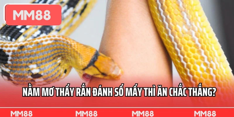 Nằm mơ thấy rắn đánh số mấy thì ăn chắc thắng?