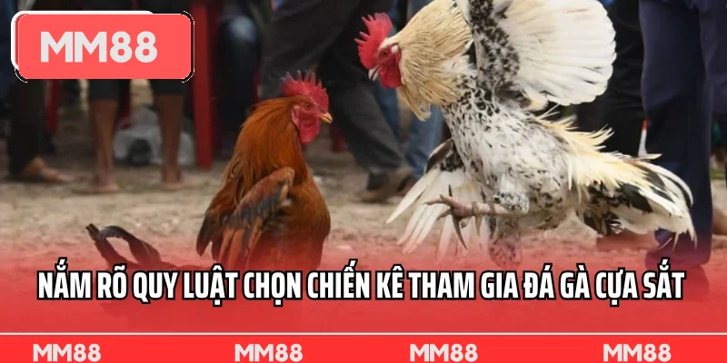 Nắm rõ quy luật chọn chiến kê tham gia đá gà cựa sắt