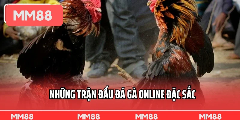 Những trận đấu đá gà online đặc sắc truyền hình trực tiếp Những trận đấu đá gà online đặc sắc truyền hình trực tiếp