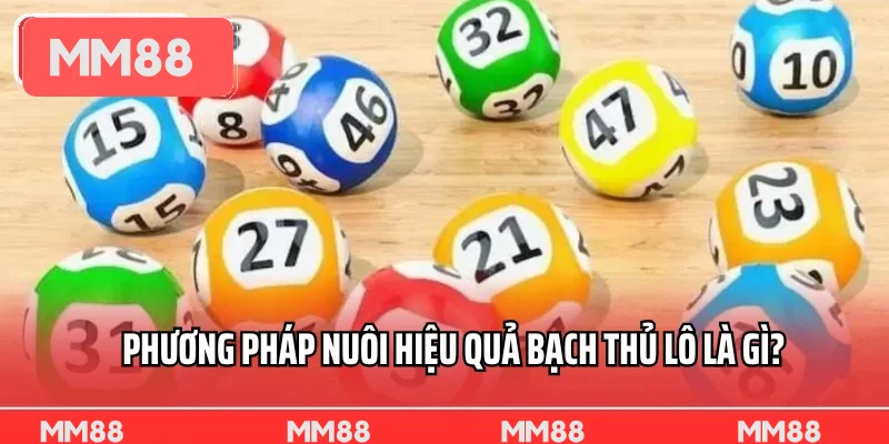Phương pháp nuôi hiệu quả bạch thủ lô là gì?
