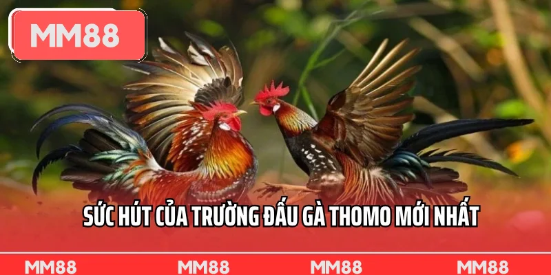 Sức hút của trường đấu gà Thomo mới nhất