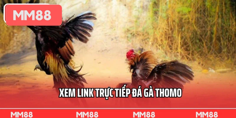 Xem Link Trực Tiếp Đá Gà Thomo