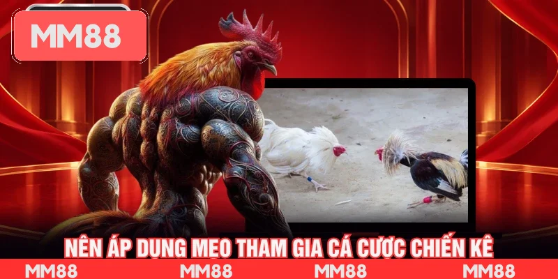Nên áp dụng mẹo tham gia cá cược chiến kê 