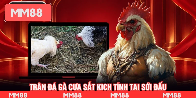 Trận đá gà cựa sắt kịch tính tại sới đấu